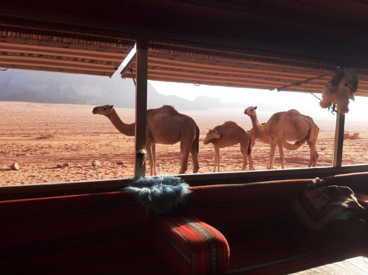 Omar Ghazi Camp Otel Ram Vadisi Dış mekan fotoğraf